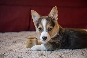 Images Dated 9th January 2016: Portrait of eight week old Corgi puppy resting on the carpet guarding his bone. (PR)