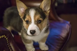 Portrait of eight week old Corgi puppy standing on a leather chair. (PR) Portrait of eight week old Corgi puppy standing on a leather chair. (PR)
