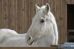 Images Dated 11th January 2007: Portrait of a White Horse