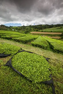 Portugal, Azores, Sao Miguel Island. Gorreana Tea Plantation, one of the last tea growers in Europe Portugal, Azores, Sao Miguel Island. Gorreana Tea Plantation, one of the last tea growers in Europe