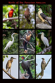 Poster featuring nine birds founds in the Amazon rainforest of northern Peru Poster featuring nine birds founds in the Amazon rainforest of northern Peru