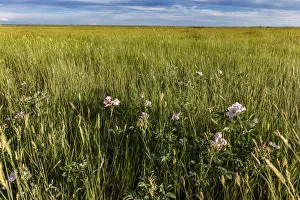 Prairie roses in mixed grasslands in Medicine Lake National Wildlife Refuge, Montana, USA Prairie roses in mixed grasslands in Medicine Lake National Wildlife Refuge, Montana, USA