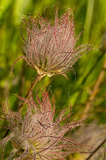 Prarie smoke wildflowers in Glacier National Park, Montana, USA Prarie smoke wildflowers in Glacier National Park, Montana, USA