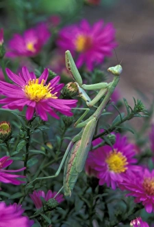 Praying Mantis among aster flowers (Mantis religiosa) Praying Mantis among aster flowers (Mantis religiosa)