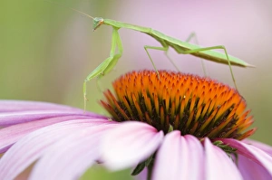 Praying Mantis (Mantis religiosa) on an Aster, Sunflower Family (Asteraceae) Pennsylvania Praying Mantis (Mantis religiosa) on an Aster, Sunflower Family (Asteraceae) Pennsylvania