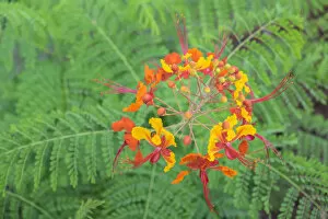 Images Dated 6th July 2014: Pride of Barbados, Austin, Texas, USA