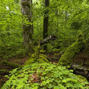 Primeval forest in the National Park Bavarian Forest (Bayerischer Wald) Primeval forest in the National Park Bavarian Forest (Bayerischer Wald)