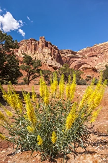 Princeas plume (Stanleya pinnata) wild flowers, Capitol Reef National Park, Utah, USA Princeas plume (Stanleya pinnata) wild flowers, Capitol Reef National Park, Utah, USA