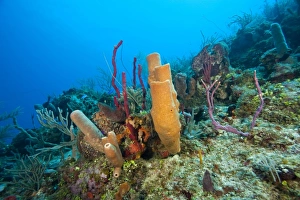 pristine reef with red rope & branching vase sponges, North Side of Utila, Bay Islands pristine reef with red rope & branching vase sponges, North Side of Utila, Bay Islands