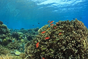 Pristine shallow hard & soft coral reef, scalefin anthias fish, Kalabahi Bay, Alor Island Pristine shallow hard & soft coral reef, scalefin anthias fish, Kalabahi Bay, Alor Island