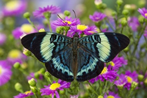 The Procilla Beauty Butterfly, Panacea procilla The Procilla Beauty Butterfly, Panacea procilla