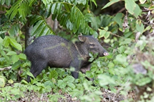 Profile of a Wild Collared Peccary (Pecari tajacu) foraging for food on the forest Profile of a Wild Collared Peccary (Pecari tajacu) foraging for food on the forest