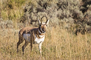 Prong Horn antelopes. Yellowstone National Park, Wyoming, US Prong Horn antelopes. Yellowstone National Park, Wyoming, US