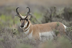 Pronghorn antelope buck, Antilocapra americana, Grand Tetons NP, Wyoming, wild Pronghorn antelope buck, Antilocapra americana, Grand Tetons NP, Wyoming, wild