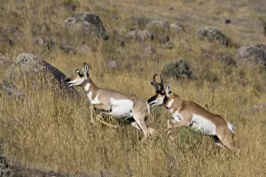 Images Dated 3rd October 2009: Pronghorn antelope buck chasing doe