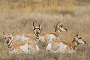 Pronghorn Antelope Buck shedding horn sequence 1 Pronghorn Antelope Buck shedding horn sequence 1