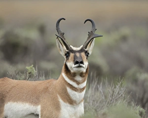 Pronghorn antelope buck showing territorial behavior, Antilocapra americana, Grand Tetons NP Pronghorn antelope buck showing territorial behavior, Antilocapra americana, Grand Tetons NP