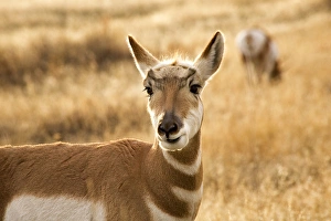 Pronghorn Antelope Grazing and Looking Eating Grass National Bison Range Charlo Montana Pronghorn Antelope Grazing and Looking Eating Grass National Bison Range Charlo Montana