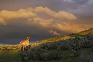 Pronghorn, clearing thunderstorm