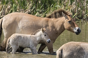 Przewalskis Horse or Takhi (Equus ferus przewalskii) in the wildlife center of the Przewalskis Horse or Takhi (Equus ferus przewalskii) in the wildlife center of the
