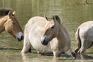 Przewalskis Horses or Takhi (Equus ferus przewalskii) crossing a river in the wildlife