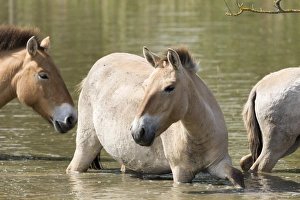 Przewalskis Horses or Takhi (Equus ferus przewalskii) crossing a river in the wildlife Przewalskis Horses or Takhi (Equus ferus przewalskii) crossing a river in the wildlife