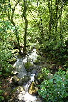 Puerto Rico - Filtered sunlight is shining down on a tropical forest stream. Vertical Puerto Rico - Filtered sunlight is shining down on a tropical forest stream. Vertical
