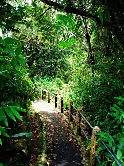 Natural Gallery: Puerto Rico, Luquillo, El Yunque National Forest, Trail