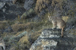 Puma cubs (Felis concolor patagonica) 7 months old Lago Sarmiento, Torres del