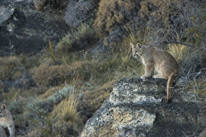 Puma cubs (Felis concolor patagonica) 7 months old Lago Sarmiento, Torres del Puma cubs (Felis concolor patagonica) 7 months old Lago Sarmiento, Torres del