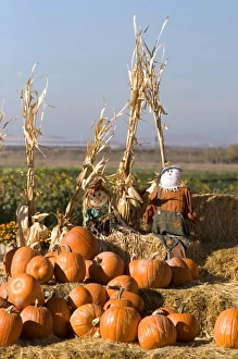 Pumpkin display with hay bales and scarecrows at a roadside fruit stand in Fruitland, Idaho Pumpkin display with hay bales and scarecrows at a roadside fruit stand in Fruitland, Idaho