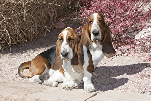 Purebred Bassett Hound two sitting near red bush Purebred Bassett Hound two sitting near red bush