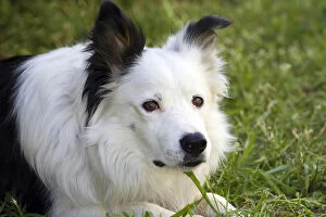 Images Dated 7th September 2007: Purebred Border Collie, head shot