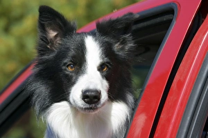Purebred Border Collie looking out red truck window Purebred Border Collie looking out red truck window