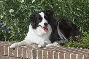 Images Dated 6th June 2010: Purebred Border Collie lying on wall