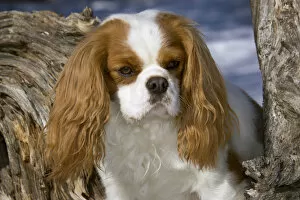 Images Dated 21st February 2006: Purebred Cavalier King Charles Spaniel, head and shoulders