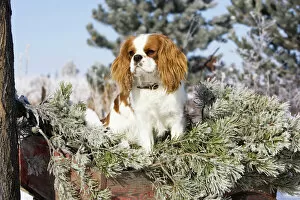 Images Dated 14th January 2005: Purebred Cavalier King Charles Spaniel sitting in a wheel barrow in snowy frosty