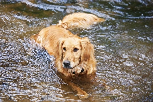 Purebred Golden Retriever, lying in mountain stream Purebred Golden Retriever, lying in mountain stream