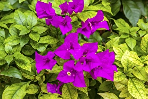 Purple Bougainvillea Green Leaves San Miguel de Allende Mexico Bougainvillea Spectablis Purple Bougainvillea Green Leaves San Miguel de Allende Mexico Bougainvillea Spectablis
