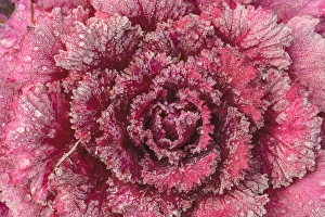 Purple Cabbage, frosty morning, Mill Creek, WA, USA Purple Cabbage, frosty morning, Mill Creek, WA, USA