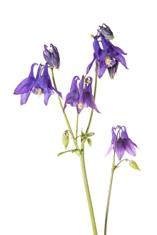 Purple Columbine (Aquilegia) on white background, Marion Co, IL Purple Columbine (Aquilegia) on white background, Marion Co, IL