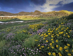 Purple (fleabane) and Yellow (Amica mollis) wildflowers blowing in the wind at sunrise Purple (fleabane) and Yellow (Amica mollis) wildflowers blowing in the wind at sunrise