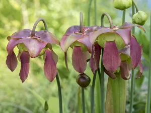The purple flowers of the Pitcher plant, Sarracenia, a carnivorous plant The purple flowers of the Pitcher plant, Sarracenia, a carnivorous plant