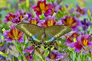 Purple painted tongue flowers with female Asian swallowtail butterfly, Papilio Maackii Purple painted tongue flowers with female Asian swallowtail butterfly, Papilio Maackii