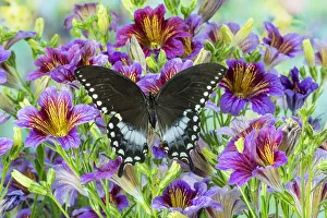 Purple painted tongue flowers and Pineville North American butterfly, Papilio troilus Purple painted tongue flowers and Pineville North American butterfly, Papilio troilus