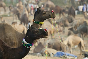 Pushkar Camel Fair, Pushkar, Rajasthan, India Pushkar Camel Fair, Pushkar, Rajasthan, India