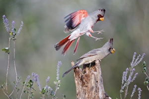 Pyrrhuloxia (Cardinalis sinuatus) pair in sweet stem bush Pyrrhuloxia (Cardinalis sinuatus) pair in sweet stem bush