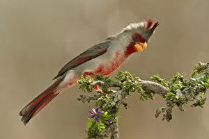 Images Dated 19th March 2011: Pyrrhuloxia (Cardinalis sinuatus) male perched in south Texas