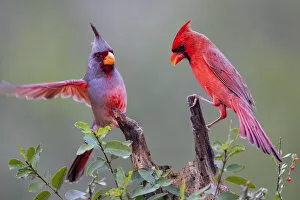 Northern Cardinal Gallery: Pyrrhuloxia (Cardinalis sinuatus) and Northern cardinal (Cardinalis cardinalis) perched together