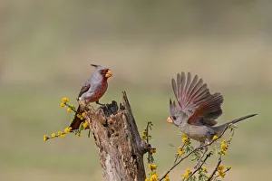 Pyrrhuxolia (Cardinalis sinuatus) pair feeding Pyrrhuxolia (Cardinalis sinuatus) pair feeding